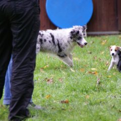 9 Wochen, erste Hundeschule